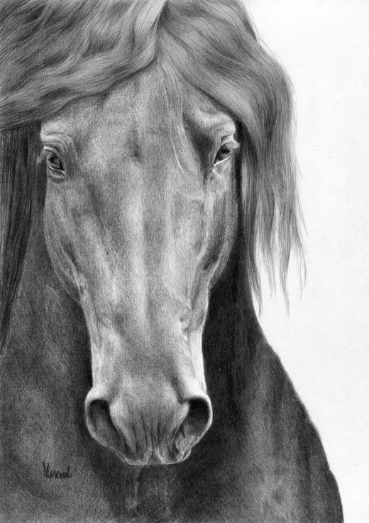 Portret zimnokrwistego konia wykonany ołowkiem.