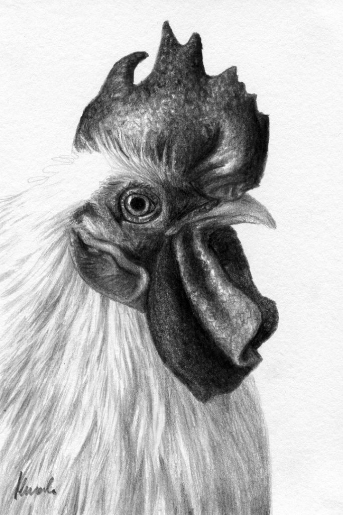 Kogut Vituś. Magdalena MuraszkoKowalska rysunki