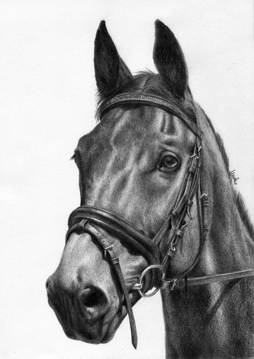 Portret konia narysowany ołówkiem