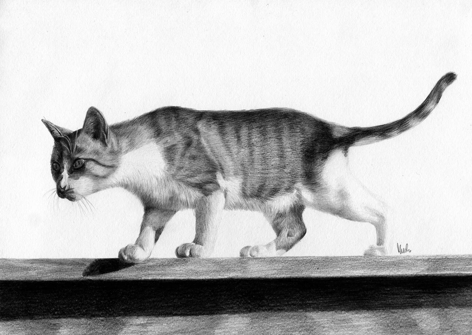 Archiwa Koty Magdalena Muraszko Kowalska Rysunki