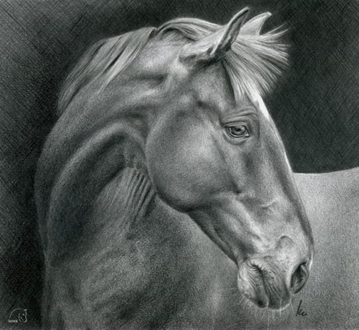 Rysunek konia, profil.